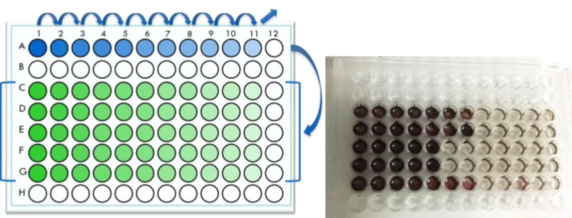 Figure 6 - (a) Schematic representation of a MPN 96-well plate, where the tenfold dilutions are applied (line  A); (b) Example of a MPN plate after 15 days of incubation and coloration with INT