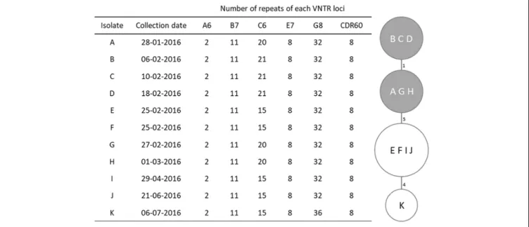 FIGURE 1 | MLVA profiles and minimum spanning tree for Clostridium difficile PCR ribotype 017 isolates