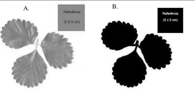 Figura 1  –  Folha de uma de planta de morangueiro digitalizada juntamente com uma escala real  (A)  e  imagem  da  folha  contrastada  em  preto  para  facilitar  a  determinação  da  área  foliar  por  meio software ImageJ (B), Guarapuava-PR, 2013