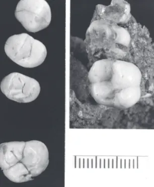 Fig. 6 – Occlusal views of the Cisterna right maxillary teeth. Left: C 1 ,  P 3 , P 4  and M 2 