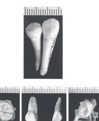 Fig. 7 – Views of the Cisterna 2 and 3 teeth. Above: Cisterna 2 left C 1  and  P 3  in lingual view