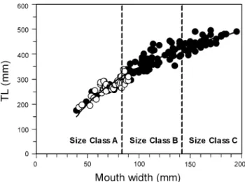 Fig. 1 Relation between total length (TL) and mouth width (MW) in male (W lled circles) and female (open circles) toadWsh