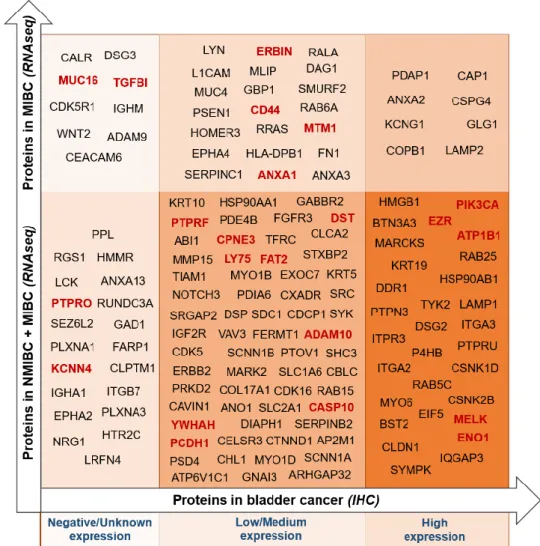 Figure  6  - Oncomine  RNAseq  cancer  database  analysis  sorting  the  identified glycoproteins according with  its  previously reported expression in bladder tumours compared to the healthy urothelium