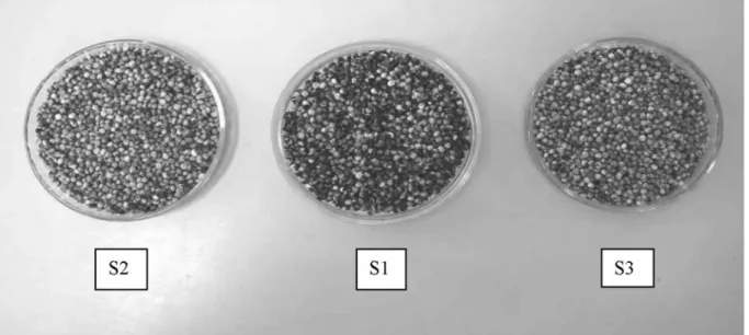 Tabela 1 - Grau de umidade e massa de mil sementes iniciais de lotes  de quatro cultivares de sorgo silageiro