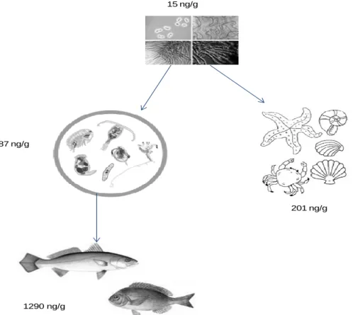 Figure 2. BMAA transfer in an aquatic trophic chain (adapted from Jonasson et al., 2010)