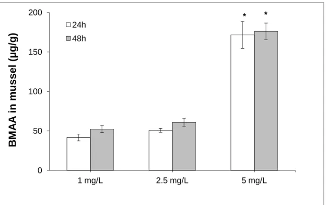 Figure  9.  BMAA  levels  (µg/g)  in  mussels  exposed  for  24  h  and  48  h  to  different  concentrations of BMAA (1 mg/L; 2,5 mg/L and 5 mg/L)