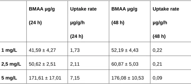 Figure 10. Concentration of BMAA (µg/g) in mussels exposed to 1 mg/L, 2,5 mg/L and 5  mg/L during 24 h and 48 h