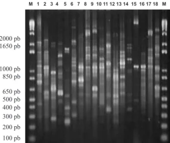 Figura 1 - Box PCR dos isolados. Marcador de peso molecular 1Kb Plus (M).1-18:USDA 3471,SEMIA 816,SEMIA 806, RLc  1, RLc 2, RLc 3,  RLc 7, RLc 8, RLc 9, RLc 10, RLc 11, RLc 12, RLc 14, RLc F2A, RLc CN1, RLc V2B, , RLc15, RLc CN3.