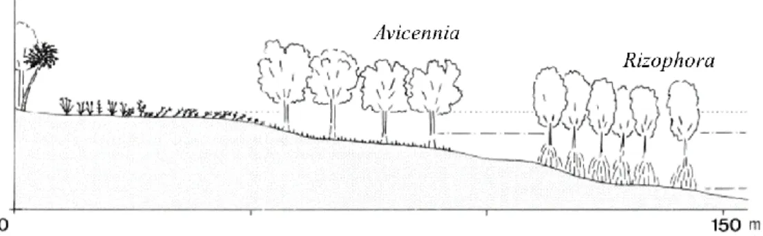 Figura 3-2. Zonamento característico dos mangais na Guiné-Bissau. Adaptado de Crepeau et al