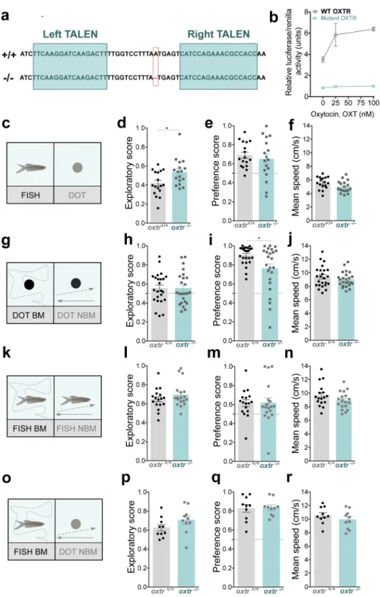 Figure 5.  Oxytocin signaling is differently involved in the perception of biological motion and conspecific  form