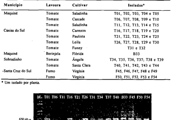 Tabela 1 - Isolados de  Ralsionla solanacearum  obtidos de olerícolas cultivadas em lavouras das diferentes regiões produtoras do RS  e submetidos â determinação da biovar