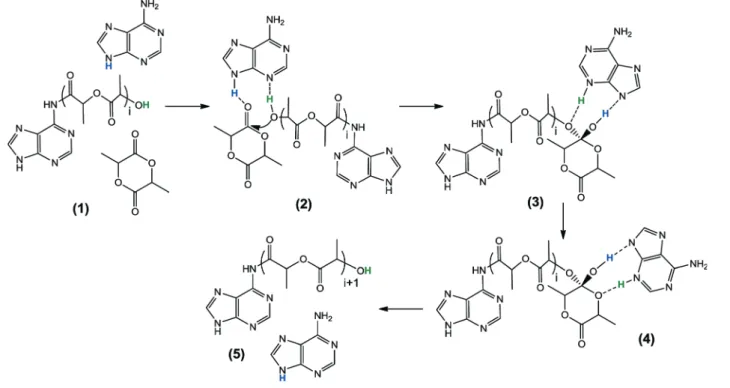 Fig. 8 Adenine – L -lactide adduct showing a hydrogen bonding interaction that disfavors the nucleophilic mechanism.
