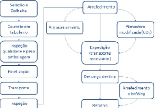 Figura 2- Incidência de podridão em  três cultivares de mirtilo durante o 