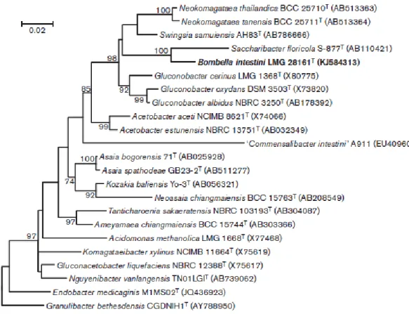 Fig. 1. Maximum-likelihood tree based on nearly complete 16S rRNA gene sequences (1353–