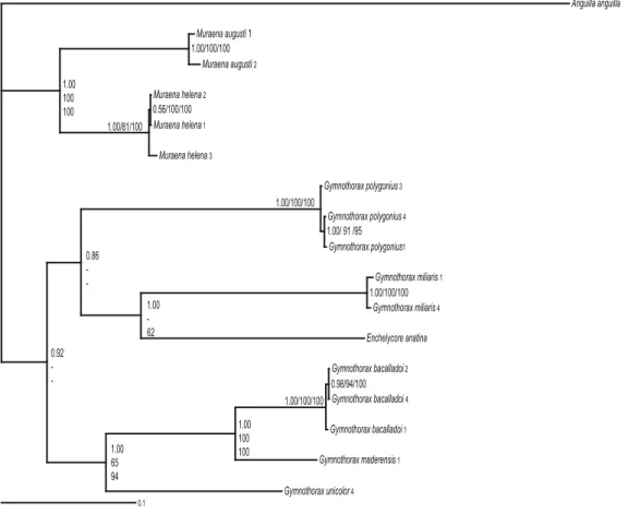 Fig. 1. Tree of mtDNA dataset (12s, 16s and cytochrome b fragments concatenated) based on BI inference tree