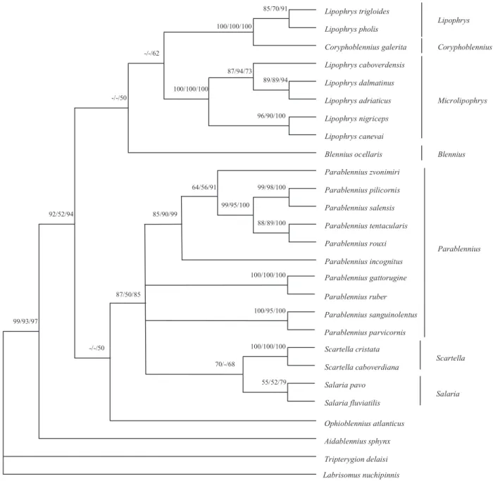 Figure 1. Phylogenetic tree obtained for the combined 12S - 16S rDNA fragments sequenced
