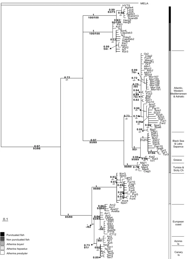 Fig. 2. Phylogenetic relationships within Atherina for the concatenated data of the 12S and control region