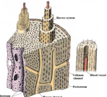 Figure 1 -Bone structure. In this squeme is represented the Haversian system and the  osteocytes[6]