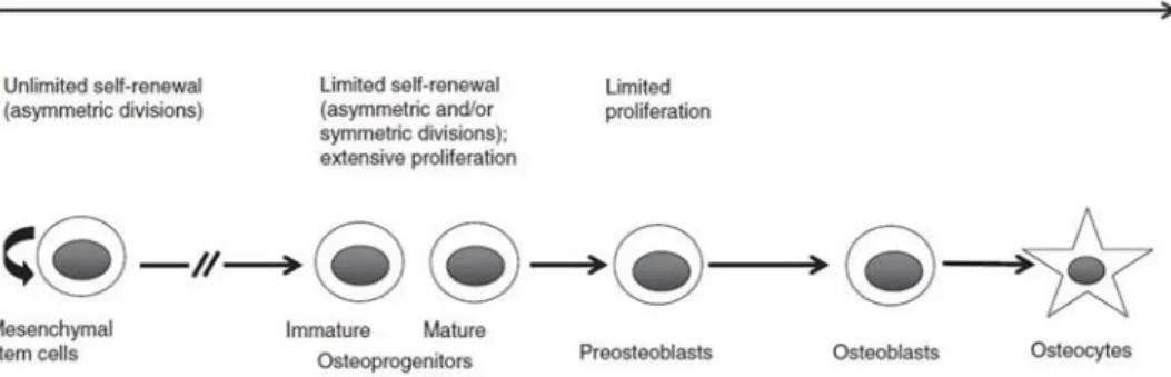 Figure 2 -Proliferation vs Differentiation in osteoblastic lineage [3]. 