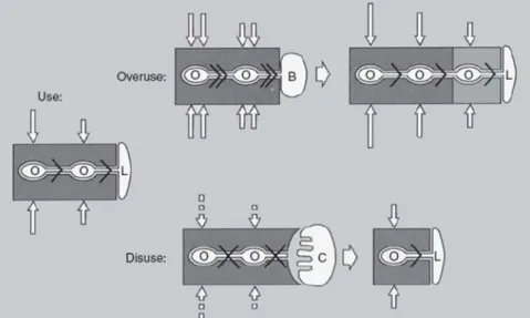 Figure 3 -Schematic representation of the influence of the osteocytes in the remodelating process