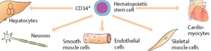 Figure 4 -Plasticity of a Hematopoietic stem cell [22]. 