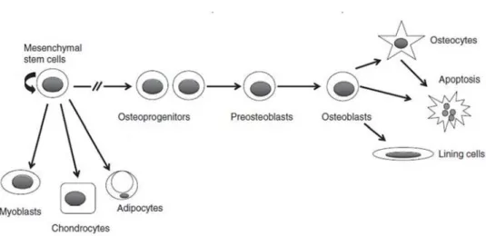 Figure 6 -Different lineages that a MSC can originate [3]. 