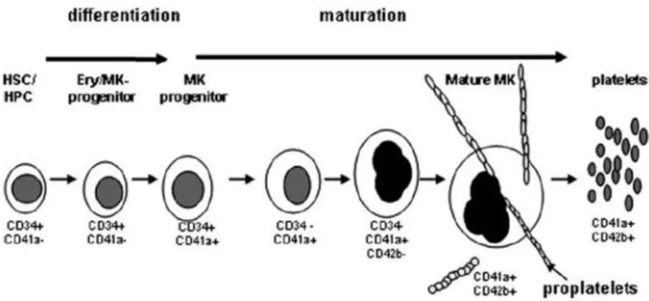 Figure 9 -CD34 expression in the HPSC that will originate platelets [35]. 