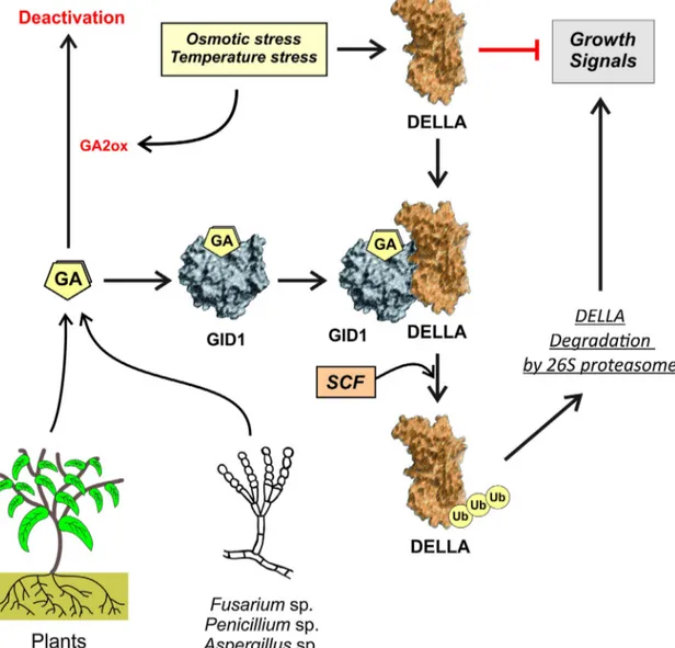 Fig. 1. Action mechanism of gibberellins. Gibberellins (GA) action is exerted by binding to the GID1 nuclear receptor, and subsequent recruitment of DELLA proteins