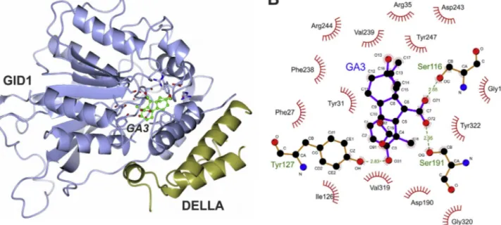 Fig. 2. Structural determinants for the gibberellin action as determined by X-ray crystallography