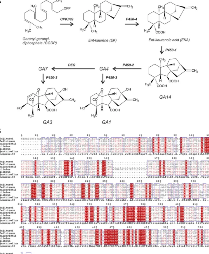 Fig. 3. Gibberellin biosynthetic pathway in Fusarium fujikuroi and putative gibberellin biosynthetic genes in several Penicillium species