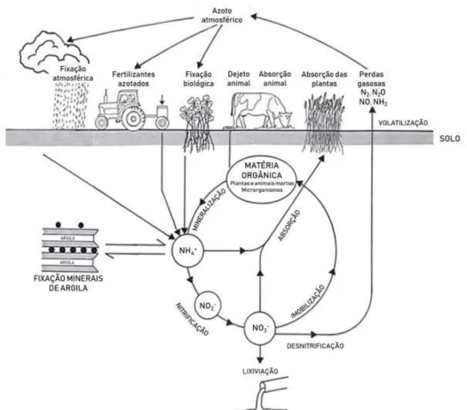 Figura 2.1 - Ciclo do azoto no solo (adaptado de Di e Cameron (2002)).  