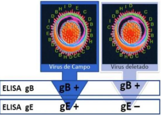 Figura 21 – Esquema da diferenciação entre o vírus de campo/vírus deletado vacinal por ELISA  (Preto, 2008)