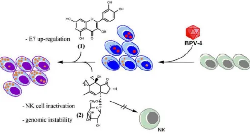 Figure 3- Interaction between BPV-4 and some bracken toxins in upper digestive carcinogenesis