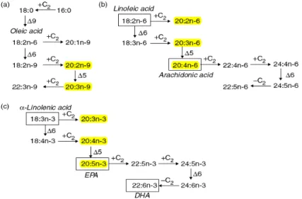 Ilustração 10 – Conversão dos AG da dieta para PUFAs de cadeia longa, através de dessaturação e alongamento e  percursores dos eicosanoides (a amarelo), por 3 vias: (a) via activada em caso de carência alimentar; (b) via da síntese  do n-6; (c) via da sínt