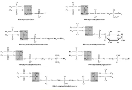 Ilustração 11 – Vários exemplos de glicerofosfolípidos in (Hames &amp; Hooper, 2005) 