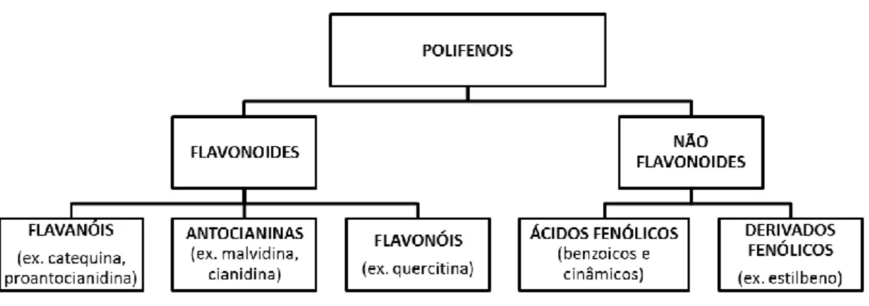 Figura 17. Possível classificação dos polifenóis das uvas e dos vinhos 