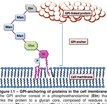 Figure I.1 – GPI-anchoring of proteins in the cell membrane. 