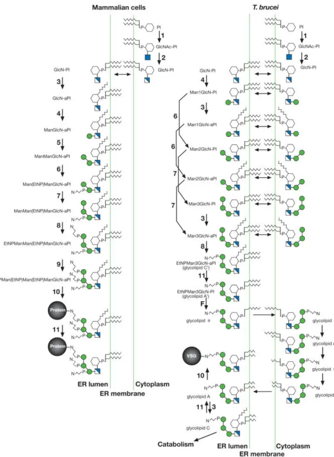 Figure I.3 – GPI biosynthetic pathways in mammals and T. brucei (Ferguson et al., 2009)