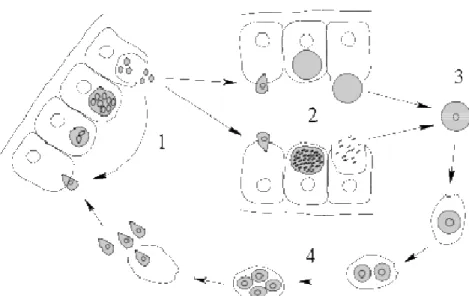 Figure  II.1  –  General  life  cycle  of  an  Apicomplexa.  From  http://commons.wikimedia.org