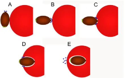 Figure II.3 – Representation of the red blood cell invasion prcess  by  P.  knowlesi  merozoites