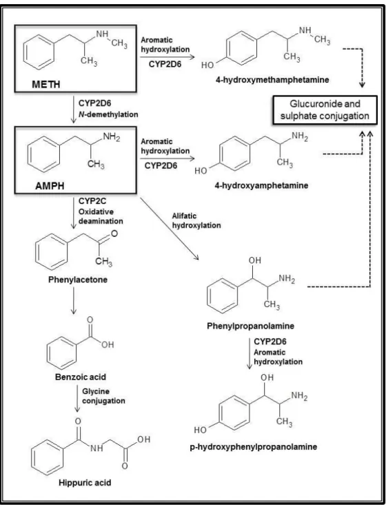 Figure 2 – Major metabolic pathways of amphetamine (AMPH) and methamphetamine (METH).