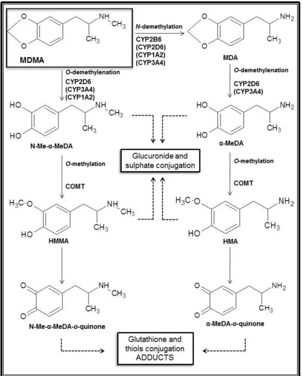 Figure 3  –  Major 3,4-methylenedioxymethamphetamine (MDMA or ―Ecstasy‖) metabolic pathways.
