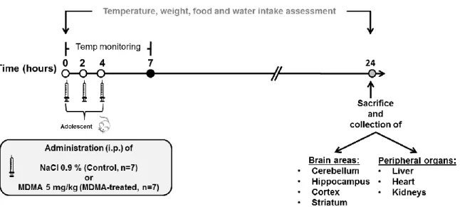 Figure 4 – Experiment one was conducted with 14 adolescent rats. Three doses of NaCl 0.9% or three doses  of MDMA 5 mg/kg were administrated intraperitoneally (i.p.), every  2 h, to controls (n=7) or to MDMA-treated  animals (n=7), respectively