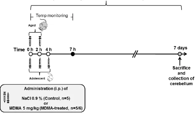 Figure  5  –  Experiment  two  was  conducted  with  10  adolescent  rats  and  11  aged  rats