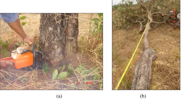 Figura 4.1. (a) Corte ao nível do solo; (b) Medição da altura total. 