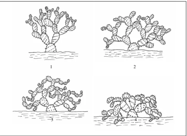 Figura  8.  Morfologia  da  planta  relativo  ao  porte:  1-  erecto;  2-  estendido;  3-  inclinado;  4-  pendente