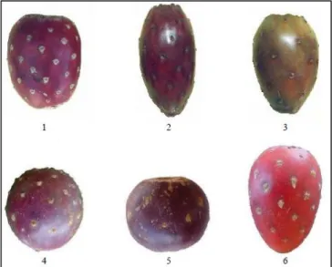 Figura 12. Morfologia do fruto referente à forma: 1- oblonga; 2- elíptica estreita; 3- elíptica média; 4- globosa; 