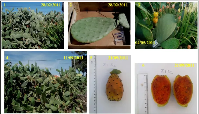 Figura 20. Fotografias referentes à amostra Z1S2 (1 a 6). Legenda: 1- Plano geral da amostra Z1S2; 2- Cladódio  analisado no estudo da morfologia; 3- Floração; 4- Colheita; 5- Fruto com pequena porção do cladódio; 6- Fruto  cortado longitudinalmente