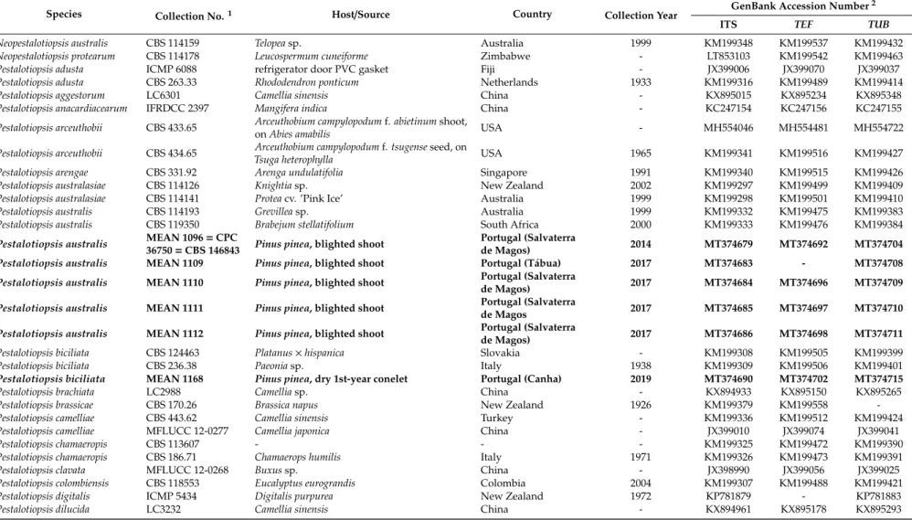 Table 1. Details of Pestalotiopsis isolates obtained in this study (bold) and of strains representing species of Pestalotiopsis and related genera retrieved from GenBank and used in phylogenetic analyses.