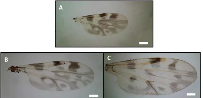 Figure  2.6. – Wing  pattern  of  Culicoides  paradoxalis  (A)  and  two  close  related  species:  C